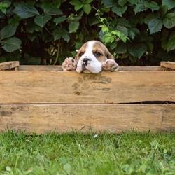 Cuccioli Beagle