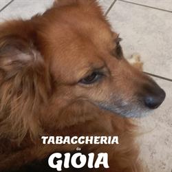 Tabaccheria da Gioia di Monica Orlando