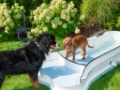 Piscina per cani