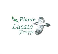 Lucato Piante