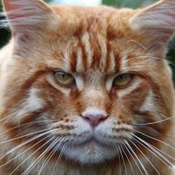 Allevamento Maine Coon Passion