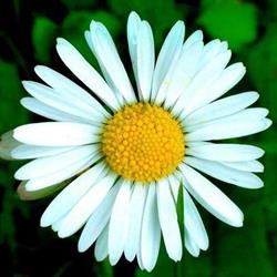 Albini Fiori
