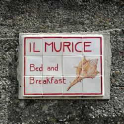 Il Murice