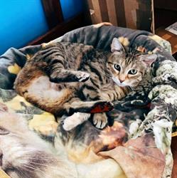 Motoria - Fisioterapia e Riabilitazione cani e gatti