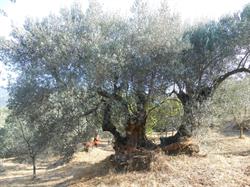 Agricoltura Rascio
