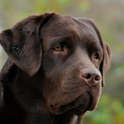 Sindia Labradors - Allevamento Amatoriale ENCI-FCI