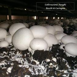 Società Agricola Funghi Castagna