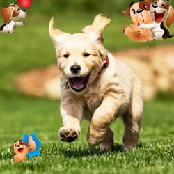 Pontinia Pet Food