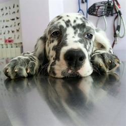 Clinica Veterinaria Gaia Srls