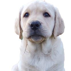 Gianbattista Bertoldo
