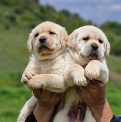 Allevamento Marina Lab - Labrador e Golden Retriever