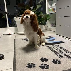 Dvm Diagnostica Veterinaria Modenese