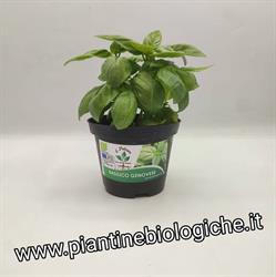 Il Petraro - Piantine Biologiche