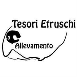 Tesori Etruschi allevamento cuccioli di Rottweiler - Bulldog Francese - Chihuahua