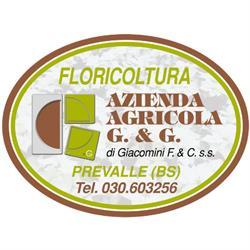 Floricultura GeG - vivaio - vendita piante - ingrosso e dettaglio - fiori