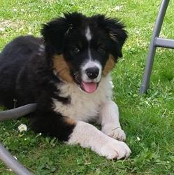 Allevamento Australian Shepherd dell'Albarella