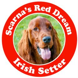 Scarna's Red Dream - Allevamento Setter Irlandese