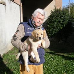 Allevamento Labrador Siriorosi di Fabrizio Gilioli