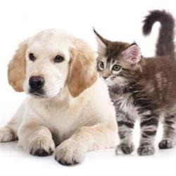 Ambulatorio Veterinario Dott.ssa Laghi Antonella