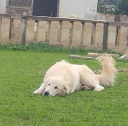 bau bau micio micio centro di salute e bellezza per cani ,gatti e c.
