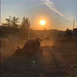 Centro equestre isolone