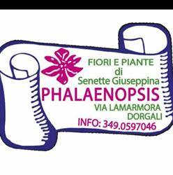 Phalaenopsis Fiori e Piante Bomboniere Palloncini Elio
