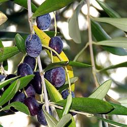 Az. Agricola Esposto Libero (Villa Elisa Vieste) - Olio Extravergine di Oliva