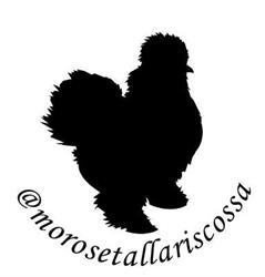 Morosetallariscossa