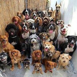PET RESCUE ITALIA APS