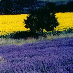 La Lavanda del Conero - Domulavandulae -Az.Agr. Guglielmi Amelia