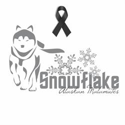 Snowflake Alaskan Malamute