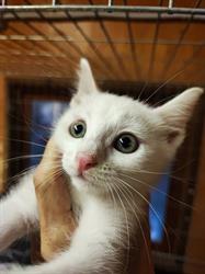 MiciAmici Gattile gattile intercomunale di Castenaso e Budrio