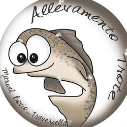 Trote Traversella - allevamento Bovio M.