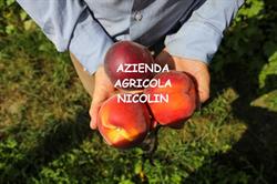 Azienda Agricola Nicolin Dario