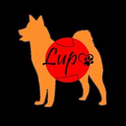 Allevamento Lupo (Shiba Inu)