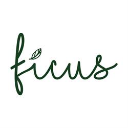 Ficus Gelato
