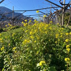 Agriturismo e Cantina Maso Grener