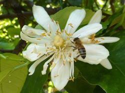 Limonaia la Malora