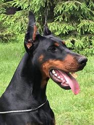 Dobermann Del Tibur