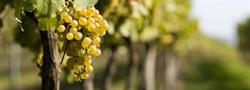 Azienda Vitivinicola Ciani Valter