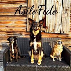 Asilo Fido " La casa di Zilli"