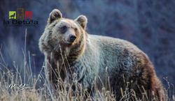 La Betulla Quality Food e Trekking