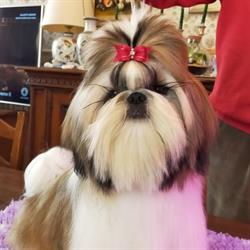Allevamento Shih Tzu Delle Fiabe