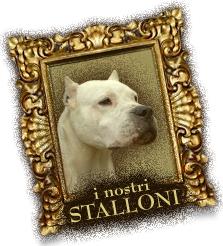 Allevamento dogo argentino del Interior