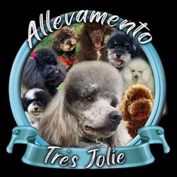 Allevamento barboni Très Jolie