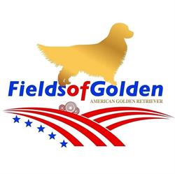 Fields of Golden Allevamento Golden Retriever Americani