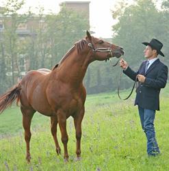 Allevamento Damiano Righetti Quarter e Paint Horse