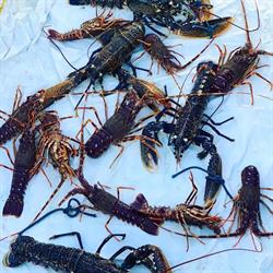 Cooperativa Del Pesce Ladispoli