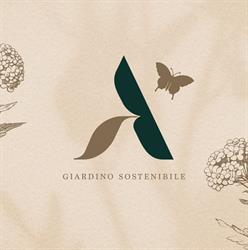 Aster giardini