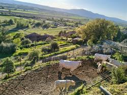 Azienda Agricola Mencobello